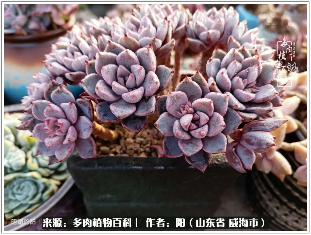 浜洪棿鐑熺伀鑷湁涓囧崈棰滆壊,浜洪棿鐑熺伀鐨嗘槸骞冲嚒棰滆壊