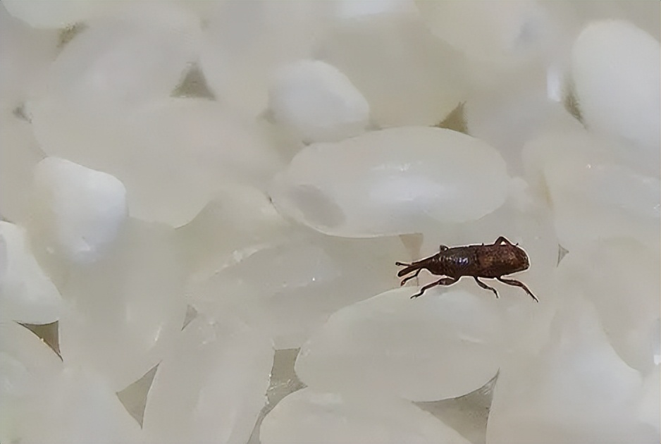 大米驱虫的有效方法,大米长虫怎么办最好方法