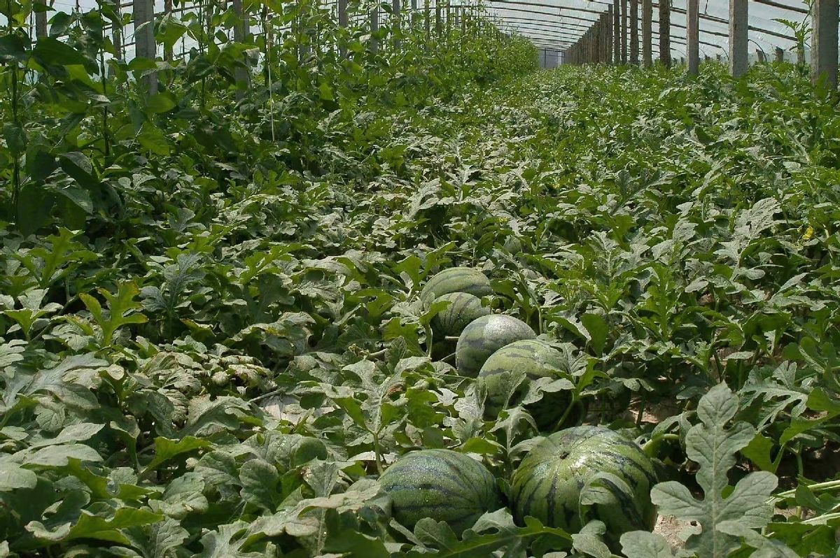 “中国人那么穷，吃过西瓜吗？”日本网友调侃，话音刚落啪啪打脸