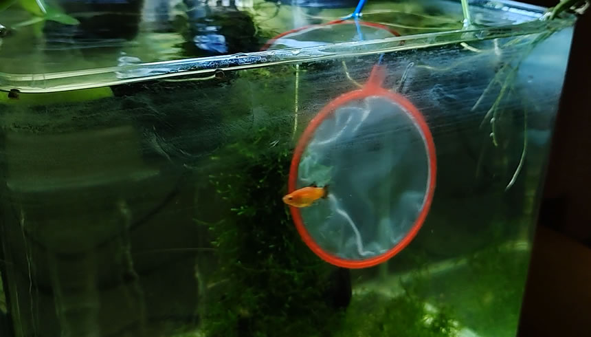 鱼缸内壁滑滑的可以去除吗,鱼缸壁上白色黏黏的东西怎么清除