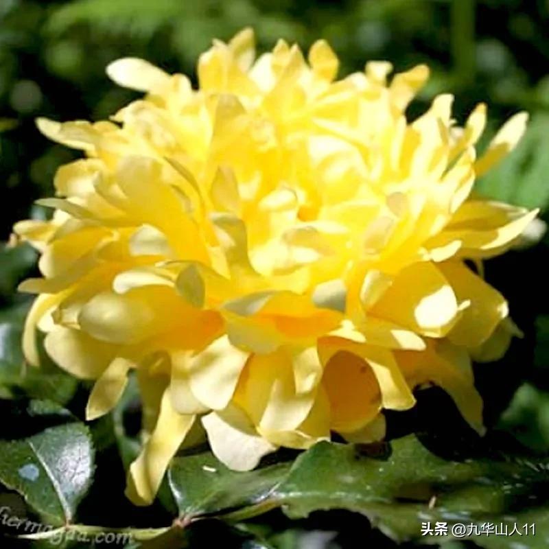 大花胖美人月季有几个品种,适合阳台养的大花月季品种