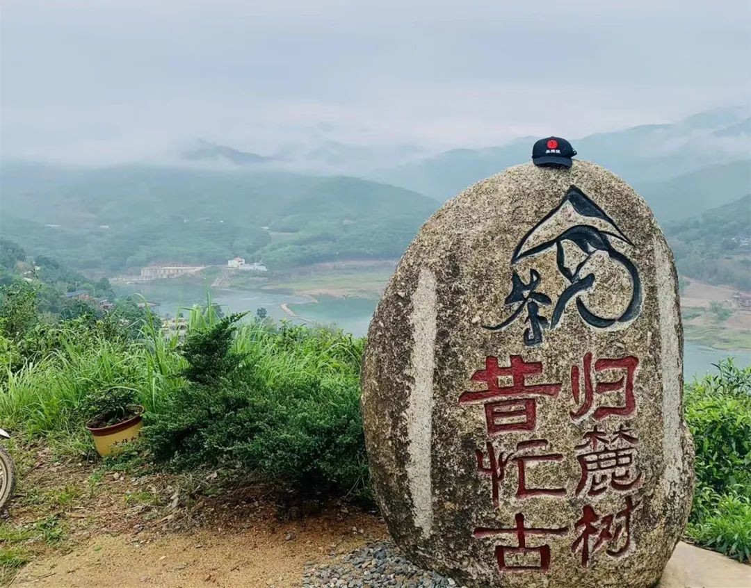 老班章昔归易武冰岛口感评测,老班章冰岛昔归易武茶的特点