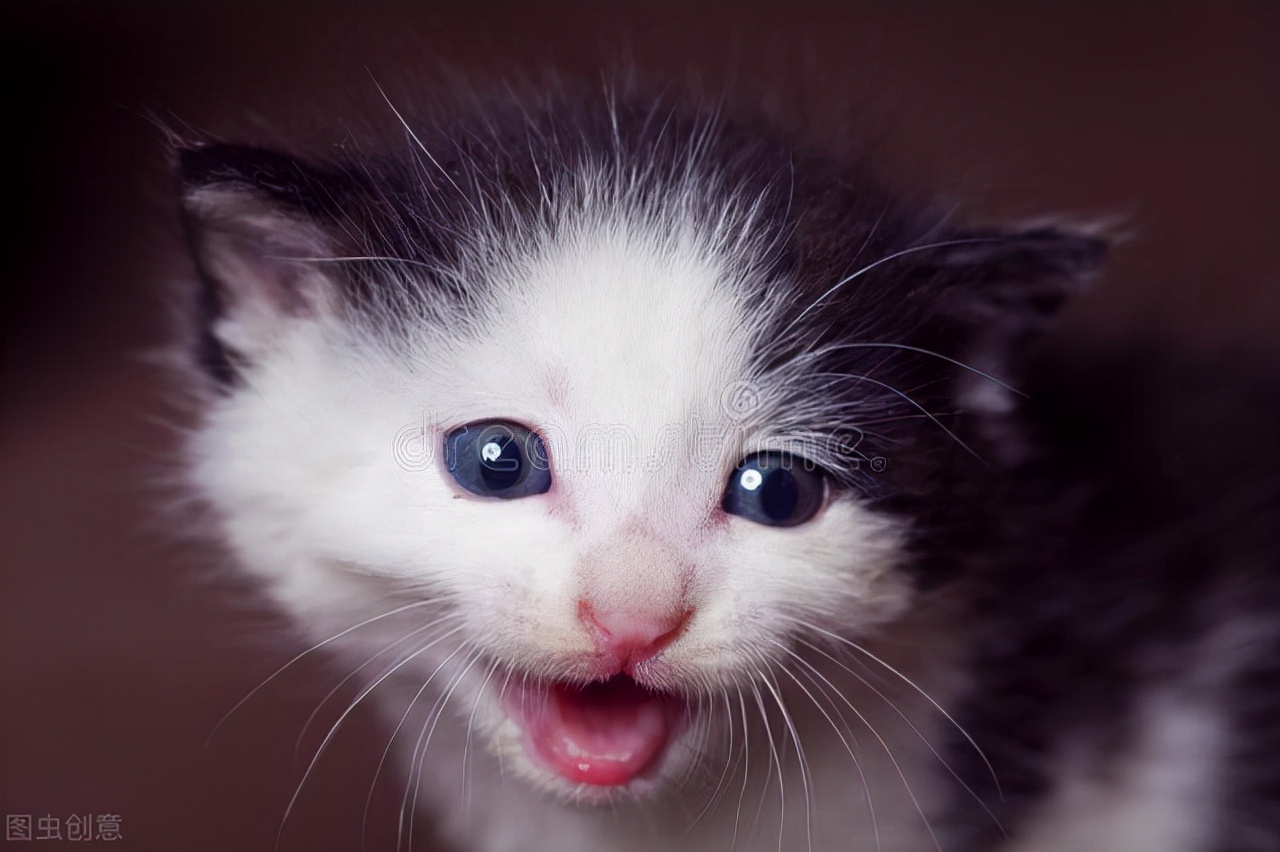 家里的猫咪一直跟着我,猫咪对着主人喵喵叫是什么意思