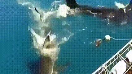 海底奇观欣赏,海底世界奇妙之旅图片