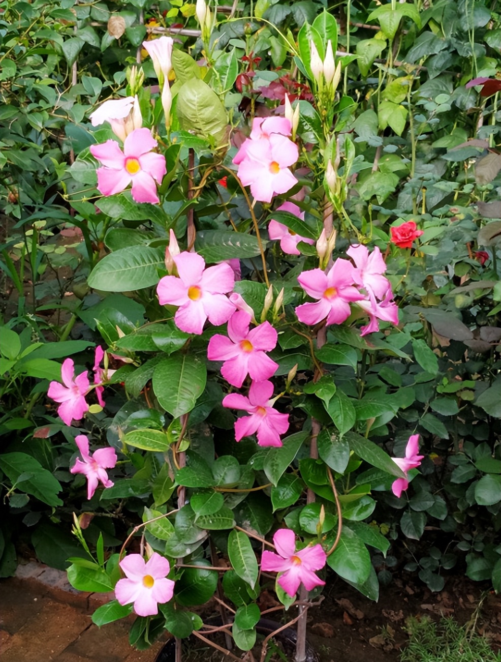 新手养花教你几个小技巧,新手想养花最好简单3步