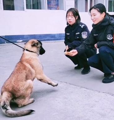 警犬巴顿有多凶猛,帅网红警犬巴顿训练视频