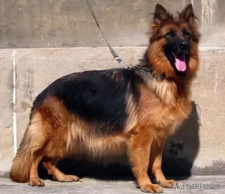 神奇狗狗小七,狗狗不咬从未见过的家人