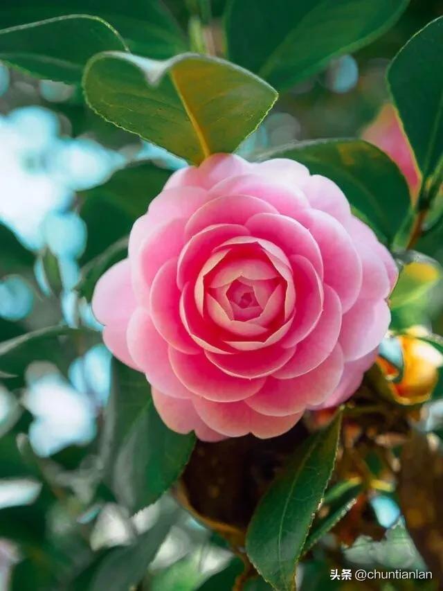 山茶花纯音乐,山茶花