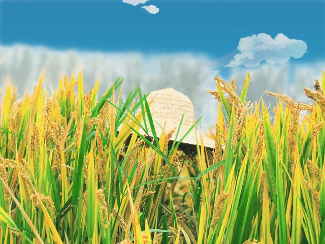 惊喜惊喜，粮食涨价两分钱