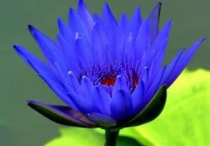 睡莲无比秀丽无比纯洁,蓝睡莲寓意