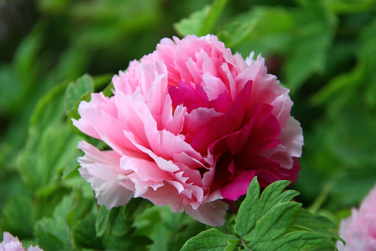 唯有牡丹真国色，花开时节动京城——牡丹，自是花中第一流