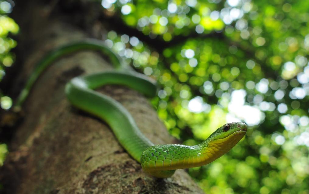 蛇类大全图鉴,蛇类大全
