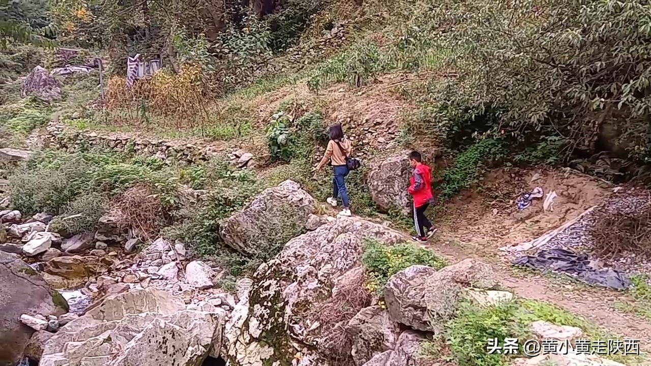 秦岭哪儿还有七叶一枝花,美到心动