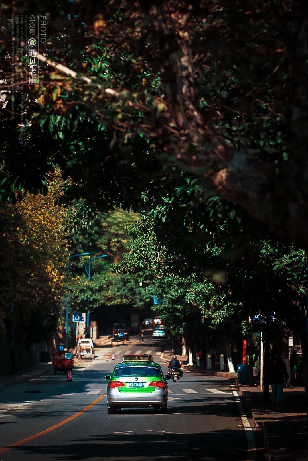 攀枝花是一种什么花,什么是攀枝花铁树