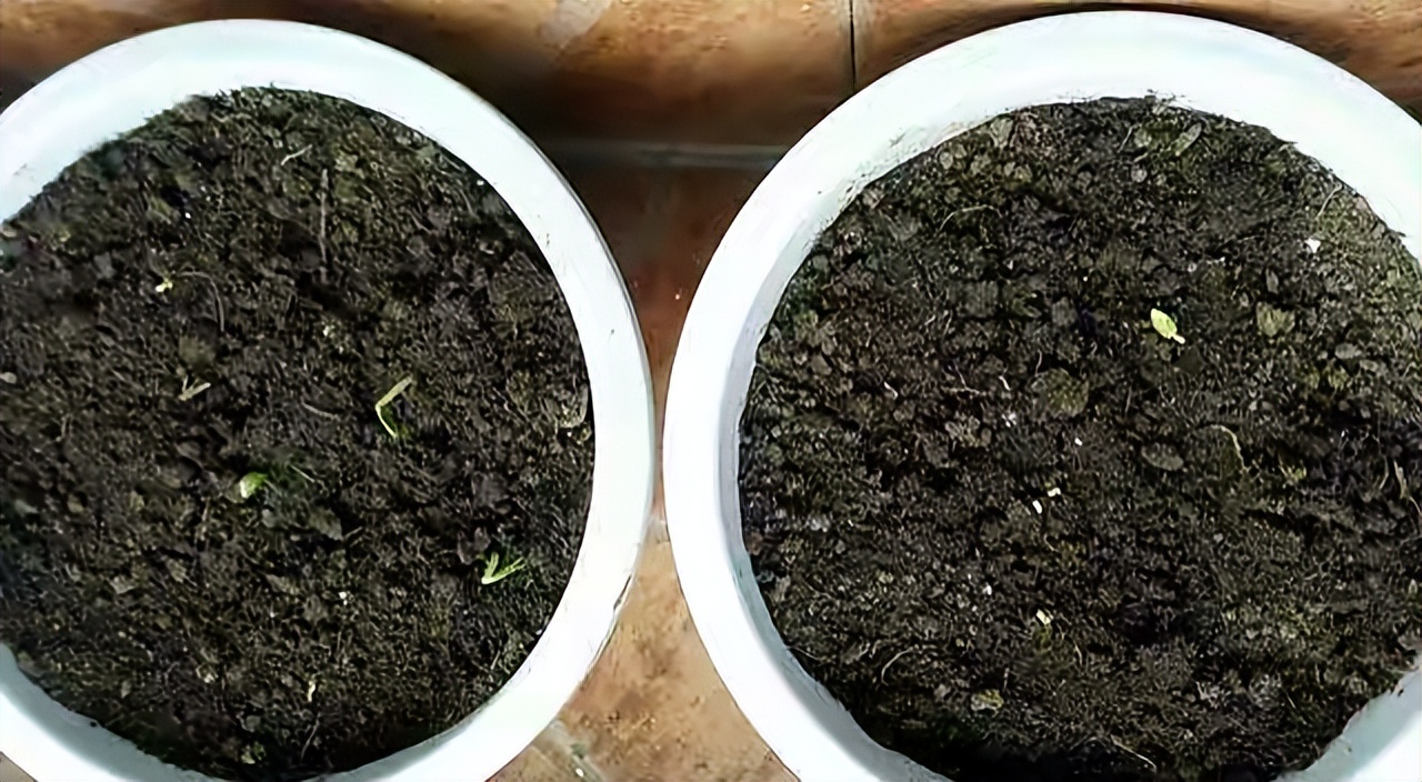 只需2步教你在家种香菜,最简单的在家种香菜方法