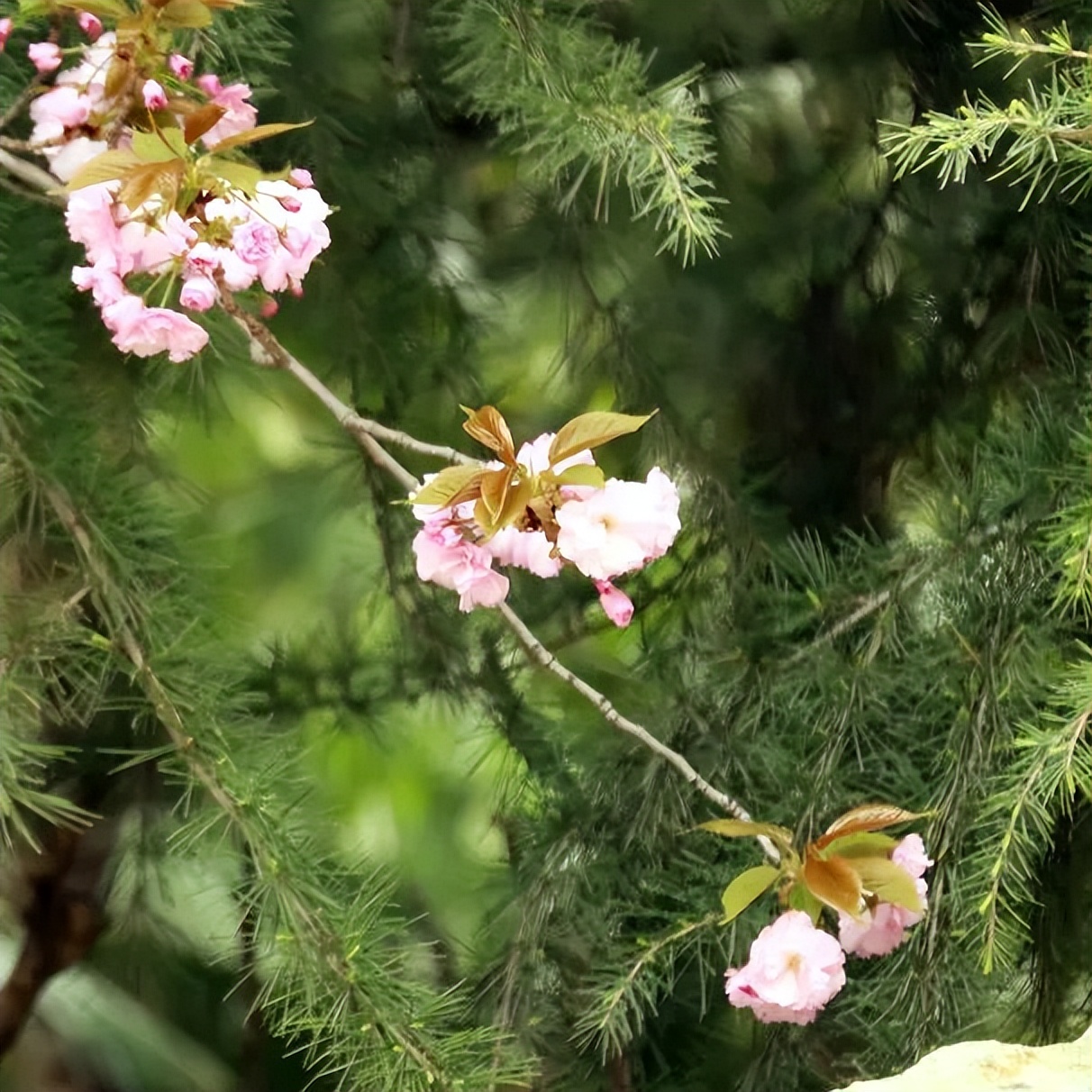 皇天后土汉兴地，沟堑芒砀今犹记|沟馥合香藏头诗征集令第十二期诗文大赏