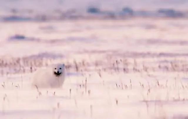 北极狐在恶劣的环境中顽强生存,北极狐幼年到成年是怎么生活的