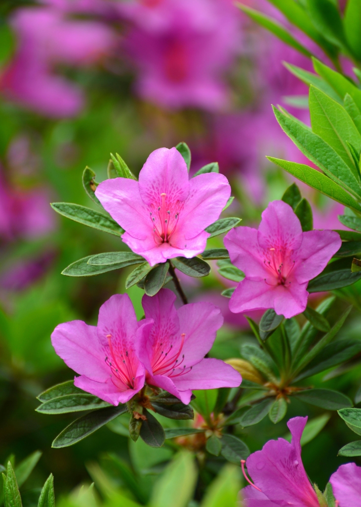 适合春季赏花的花,视觉盛宴五种赏花名花供您选择