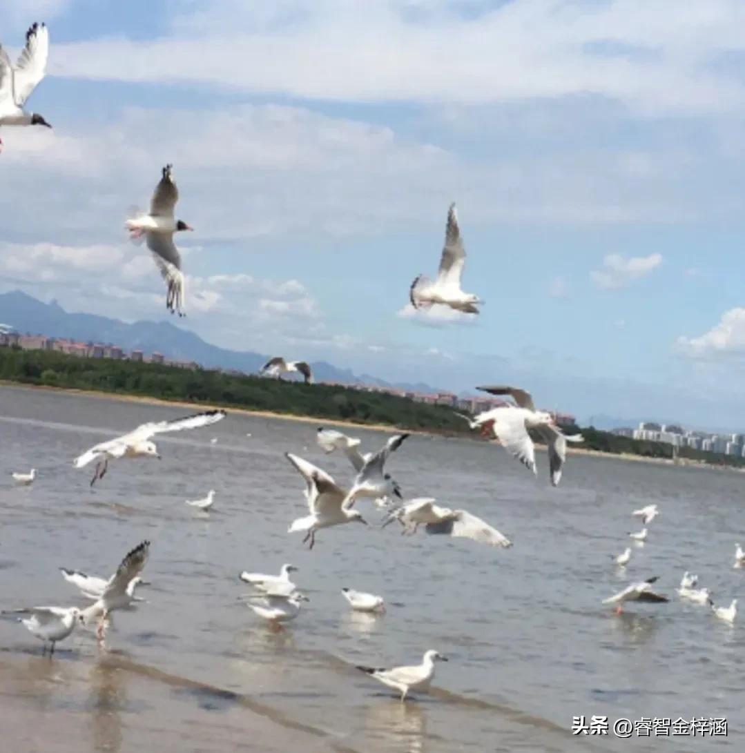 秦皇岛旅游景点大全视频,秦皇岛旅游一卡通有哪些景点