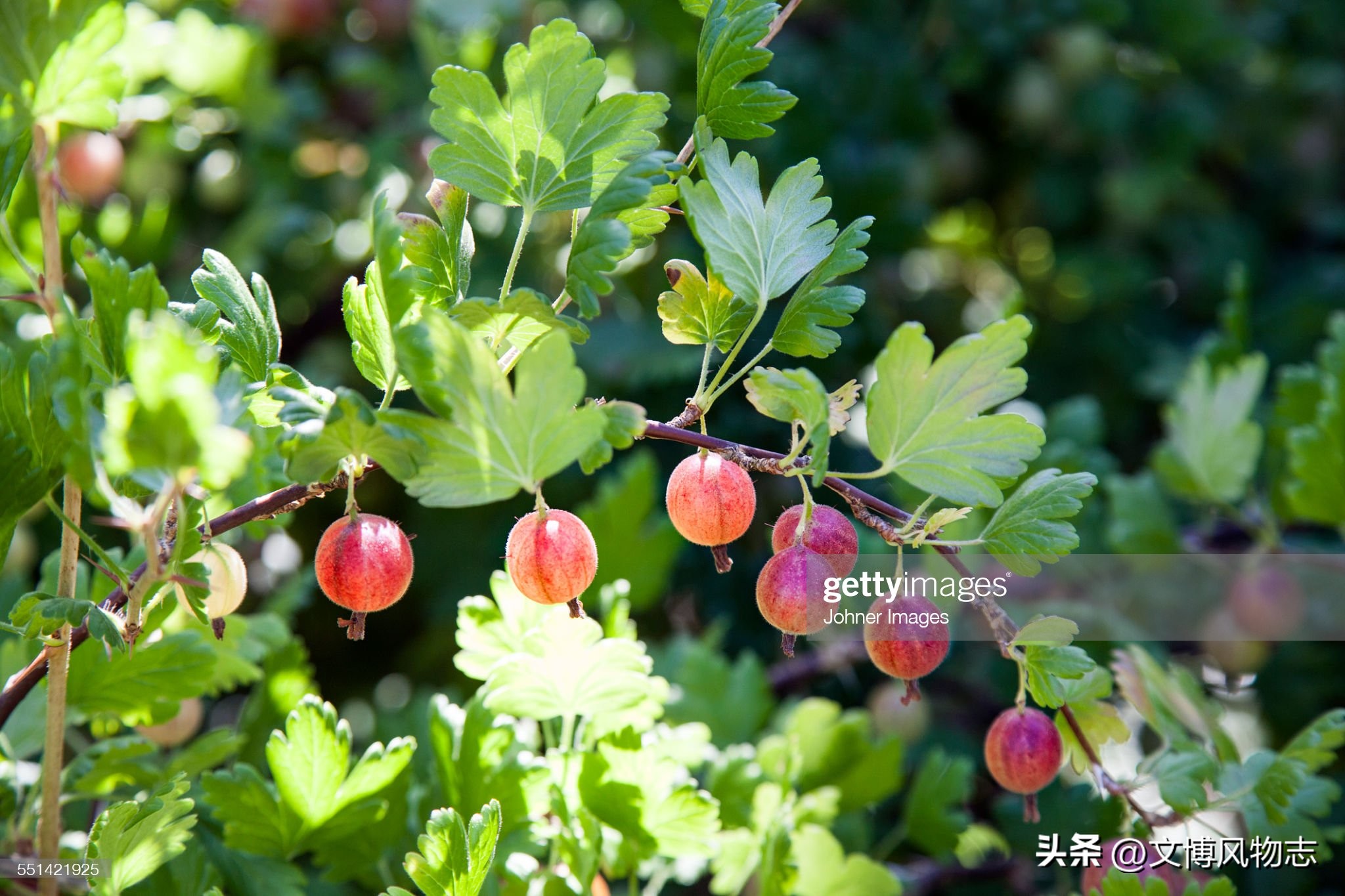 法国美食勃艮第美食,勃艮第口感