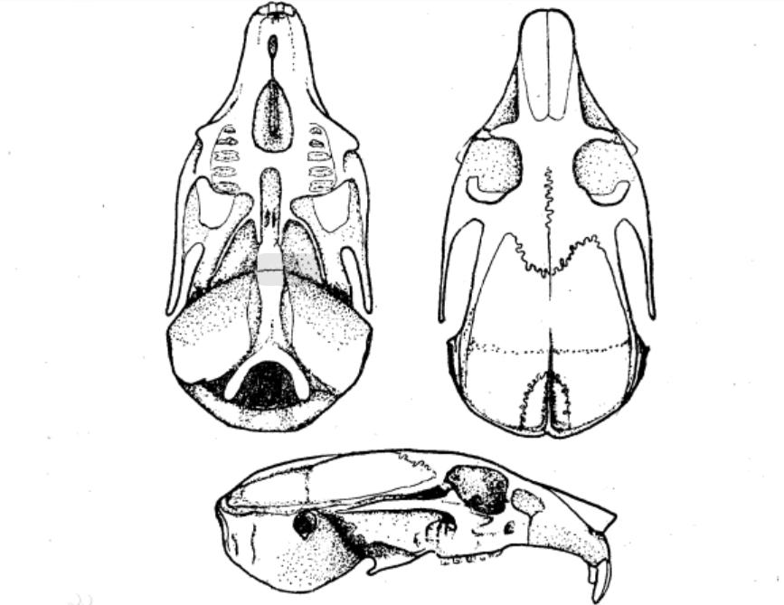 高原鼠兔是易危还是濒危,高原鼠兔到底有多可怕