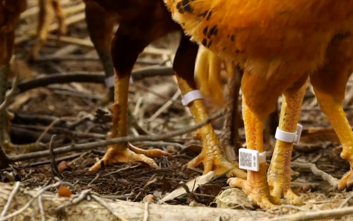 给鸡戴计步器跑满100万步,给鸡戴的计步器多少钱一个