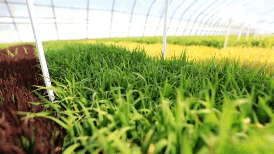 沿着总书记的足迹丨历“玖”弥新“成”就好米