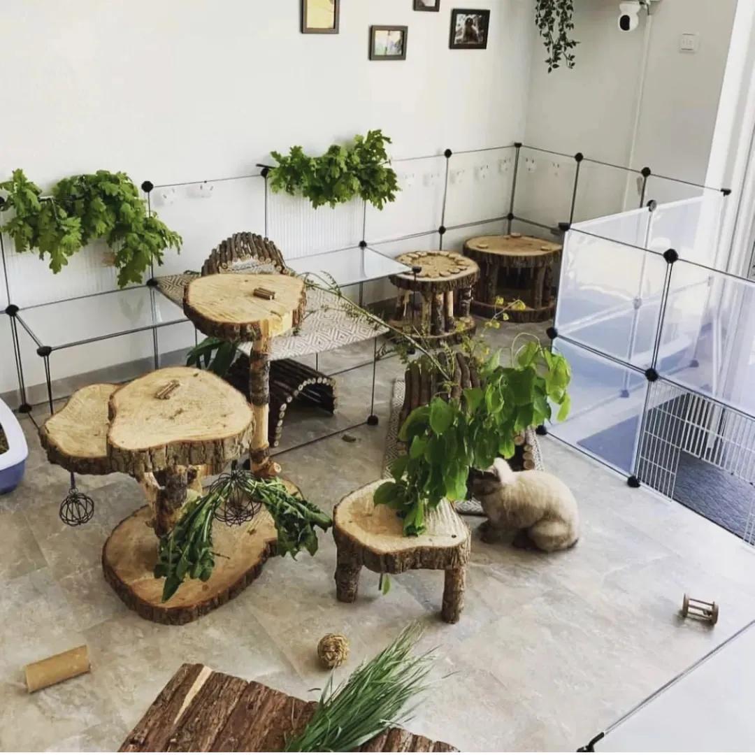 新手养兔指南小说,新手养兔指南免费