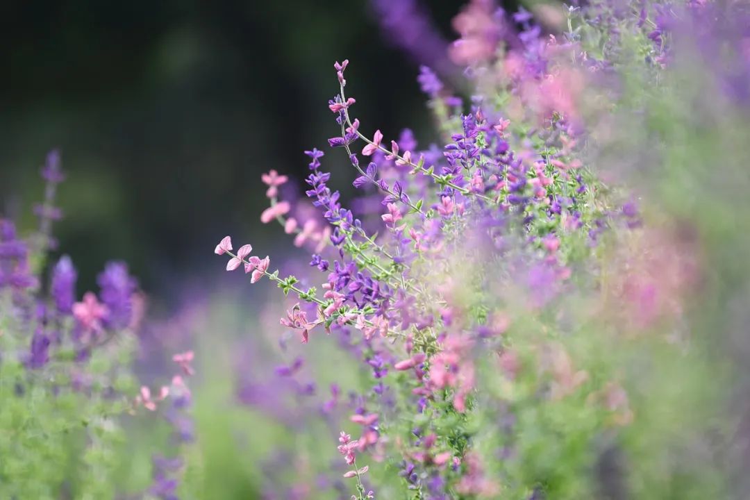 在细碎的光阴里享受生活中的美好,在难熬的日子里学会诗意的生活