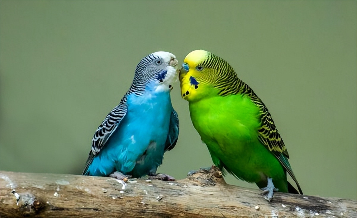 饲养虎皮鹦鹉违法吗,虎皮鹦鹉幼鸟饲养全攻略