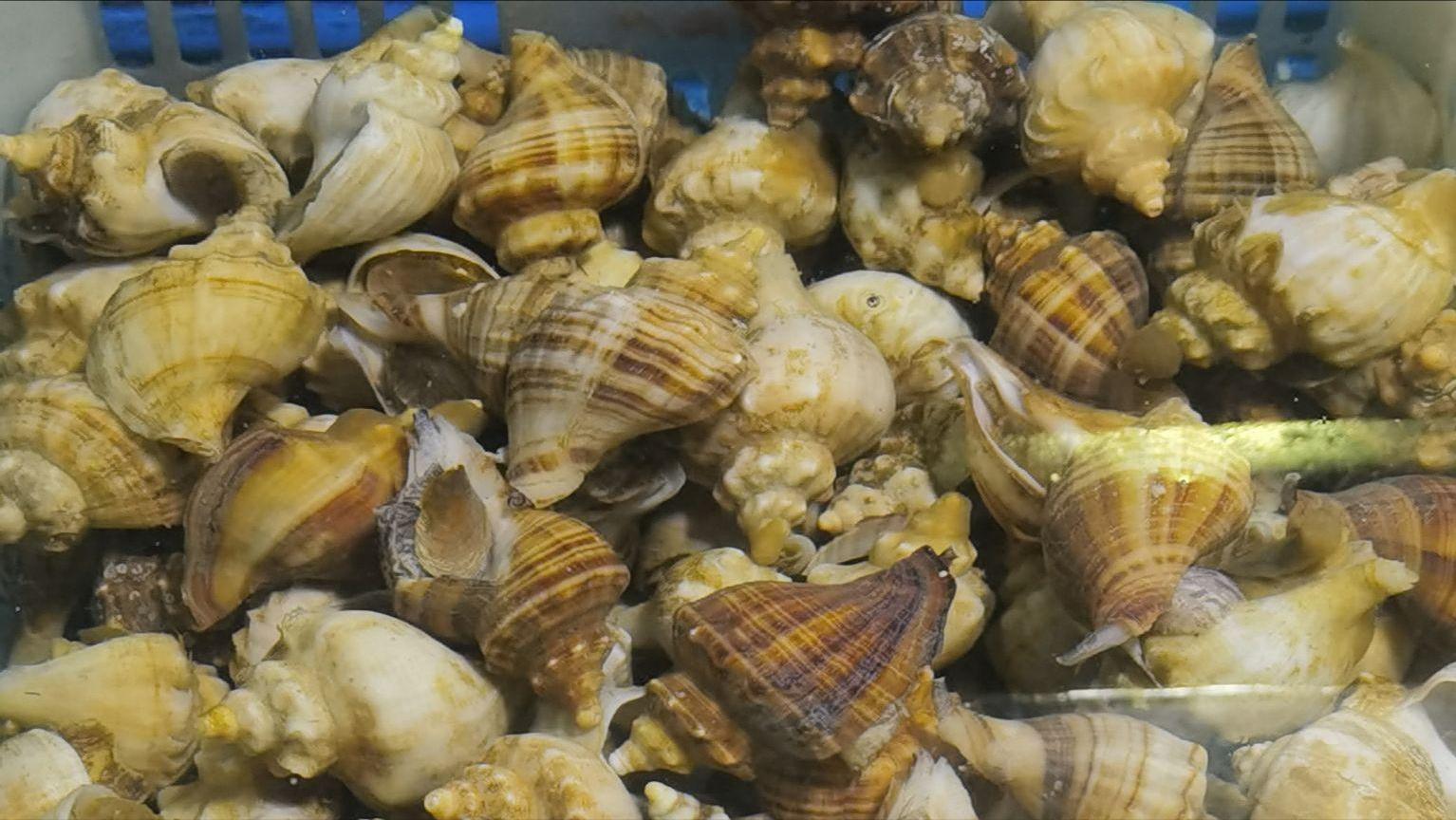 如何做好水产海鲜生意,海鲜店开店流程及费用