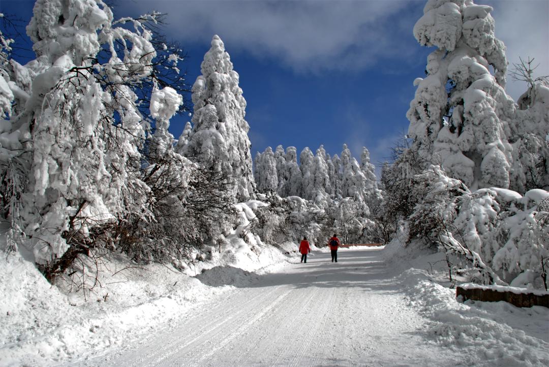 见过这么美丽的峨眉山雪景吗,峨眉山雪后美景简直就是人间仙境