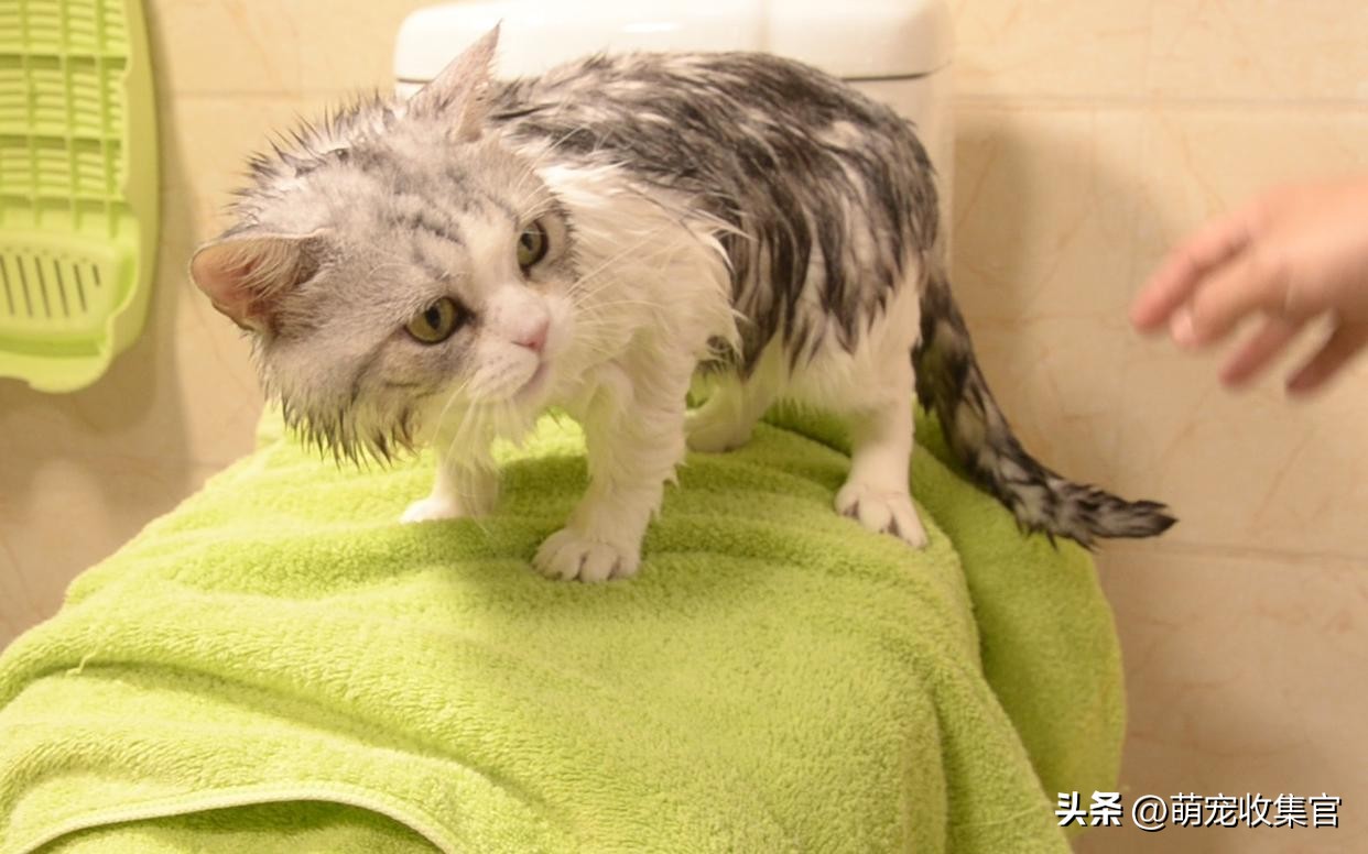 猫害怕洗澡怎么办？毛脏了不得不洗怎么办，方法给你了