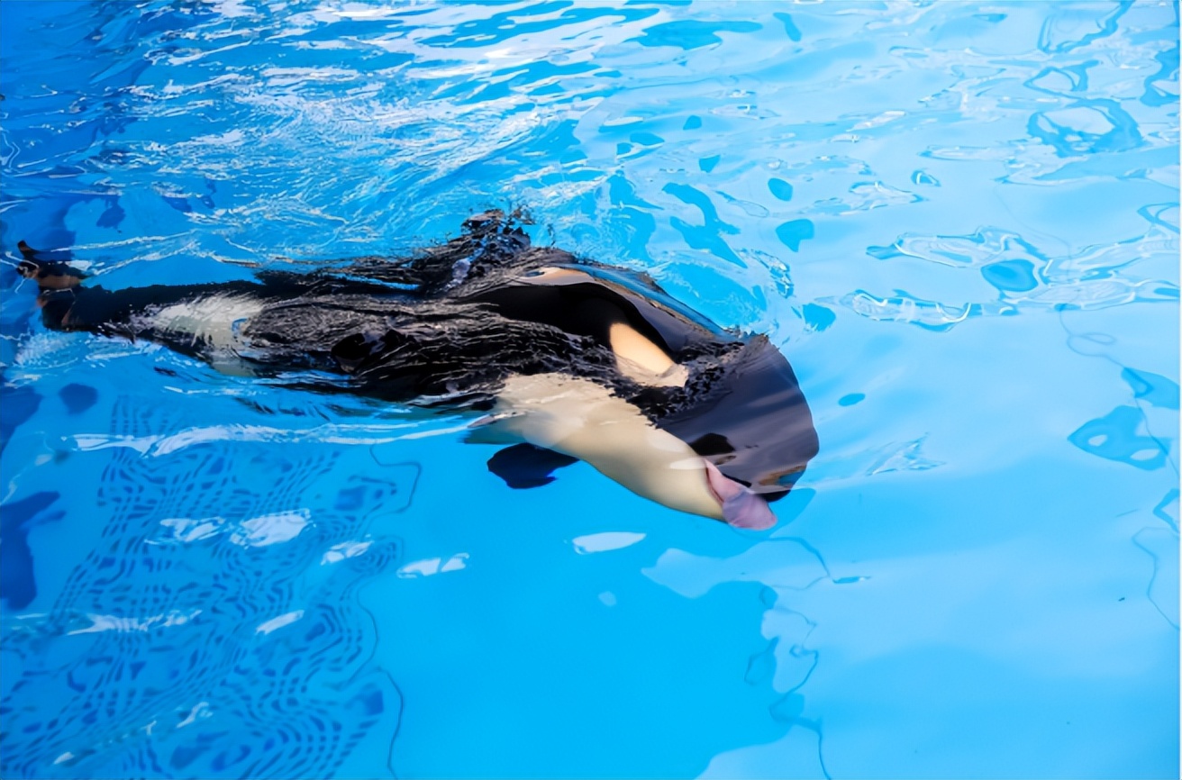 上海海昌海洋公园冬季开放吗,上海海昌海洋公园值得带孩子去吗