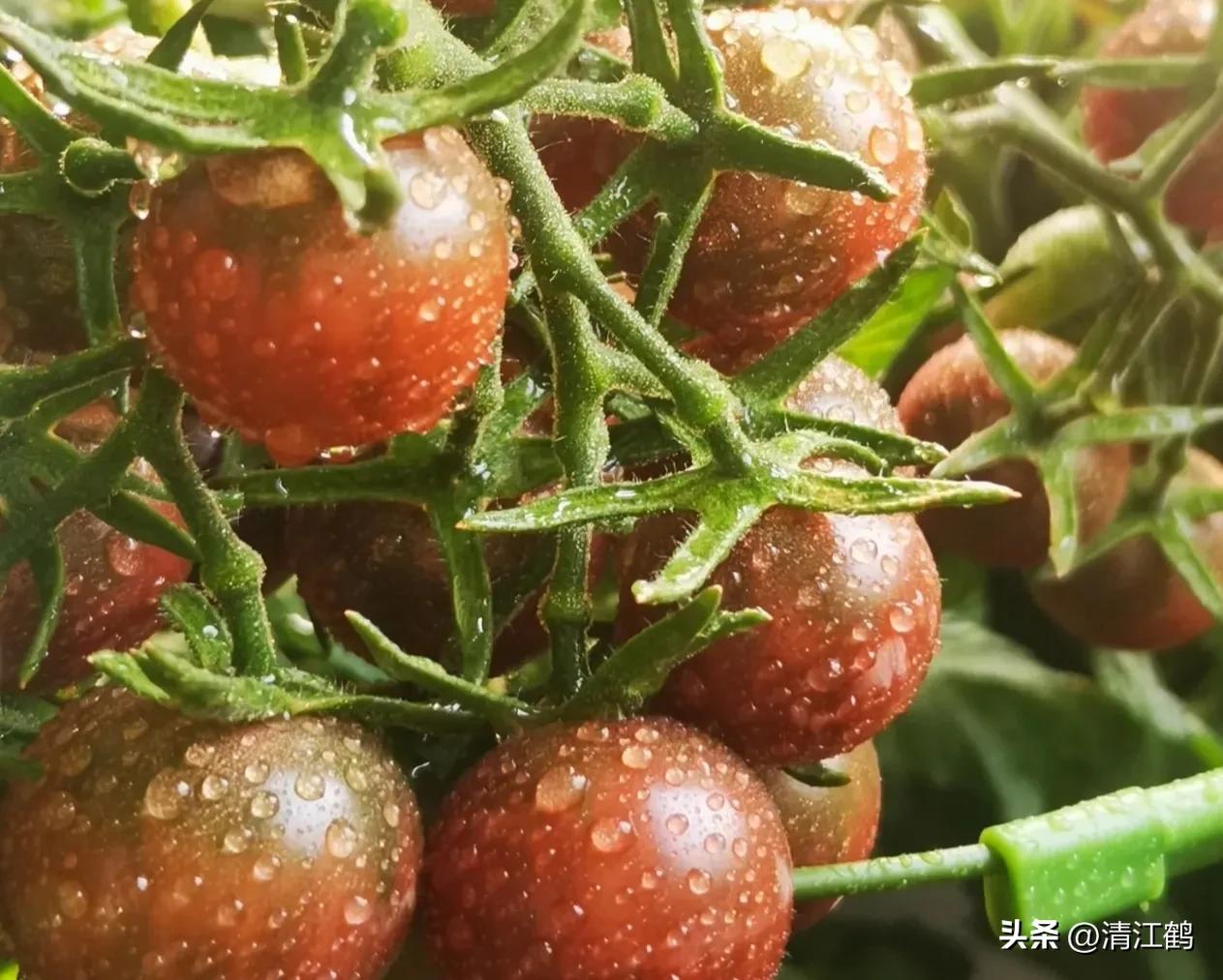 番茄晚疫病物理最佳治疗方法,番茄病虫草害防治