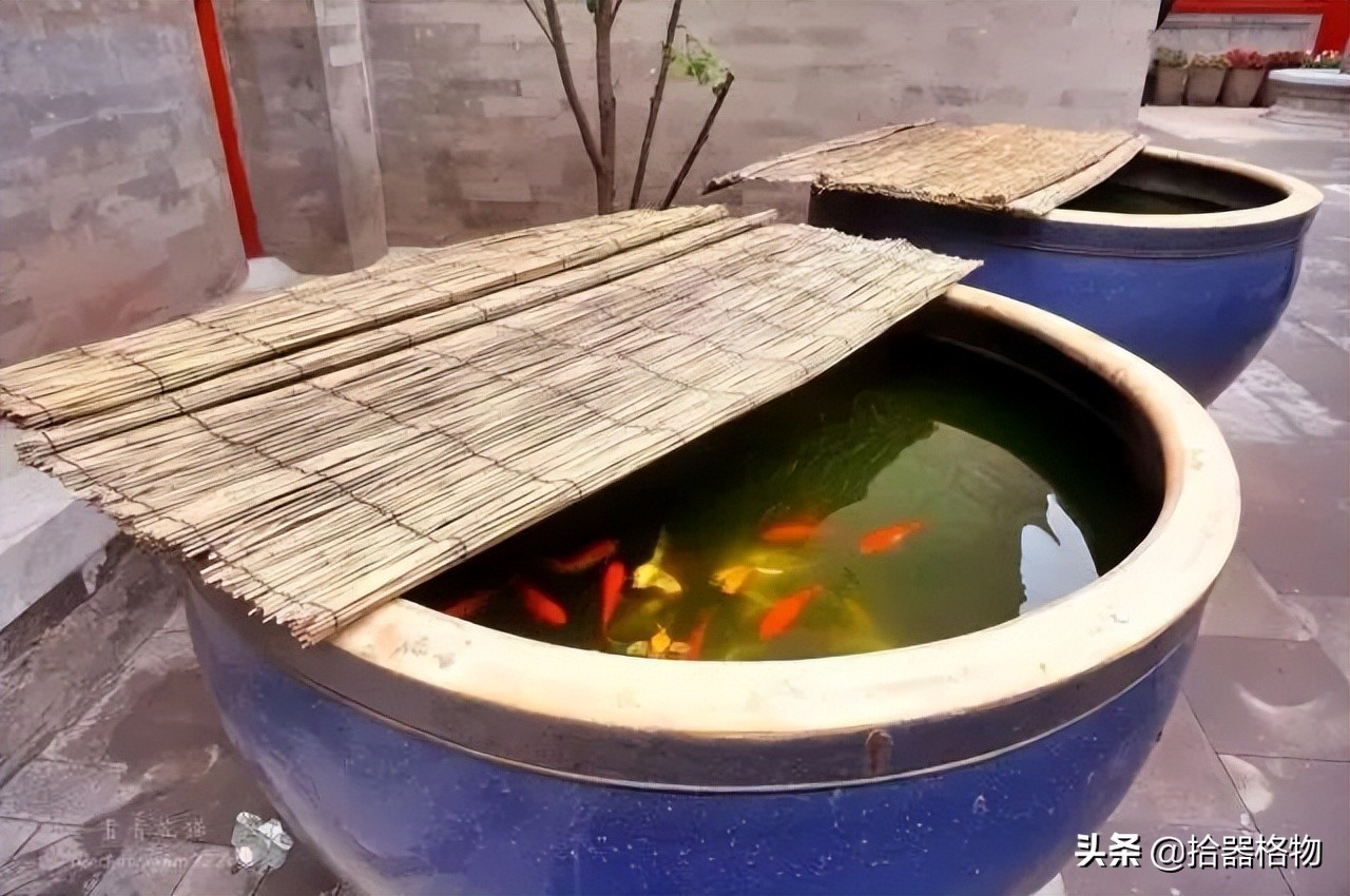 古代养金鱼怎么养活的,来谈一谈古人是如何养金鱼的