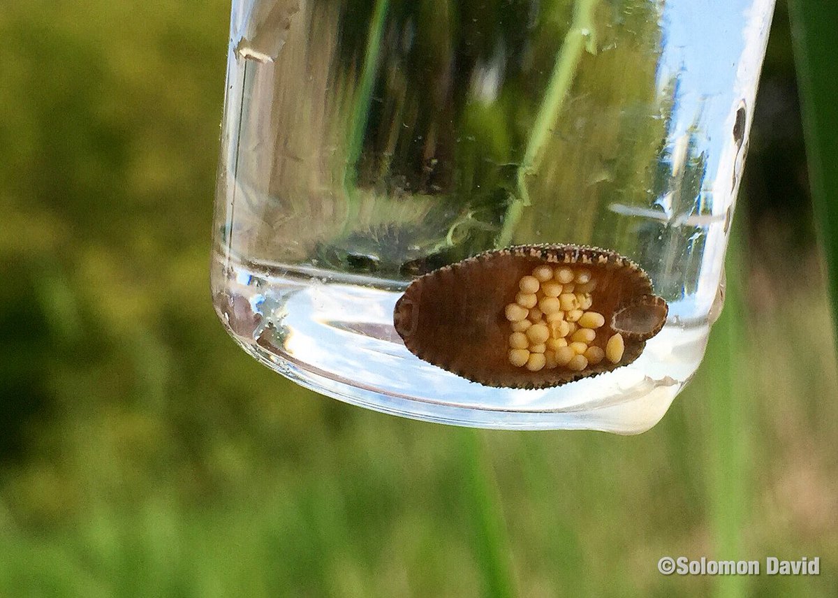 隐私部位也可能寄生！蚂蟥不小心吃下肚，会在人体内长期存活吗？