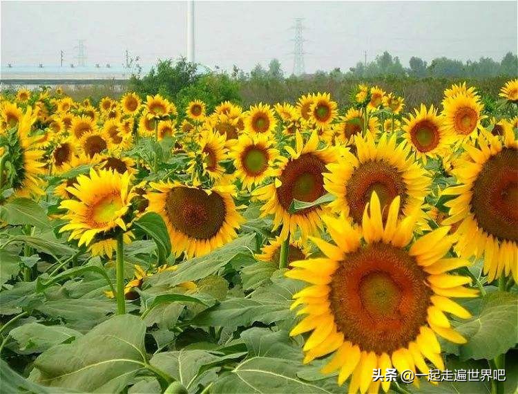 南沙黄山鲁森林公园一日游,广州南沙古港一日游攻略