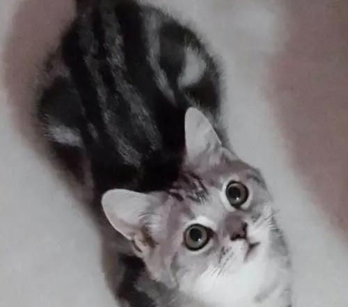 猫咪宝贝歌词,猫咪宝贝dj加长版迪厅