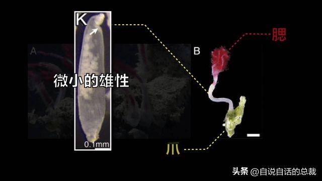 潜入深海寻找宝藏,潜入海底最深处你会发现什么