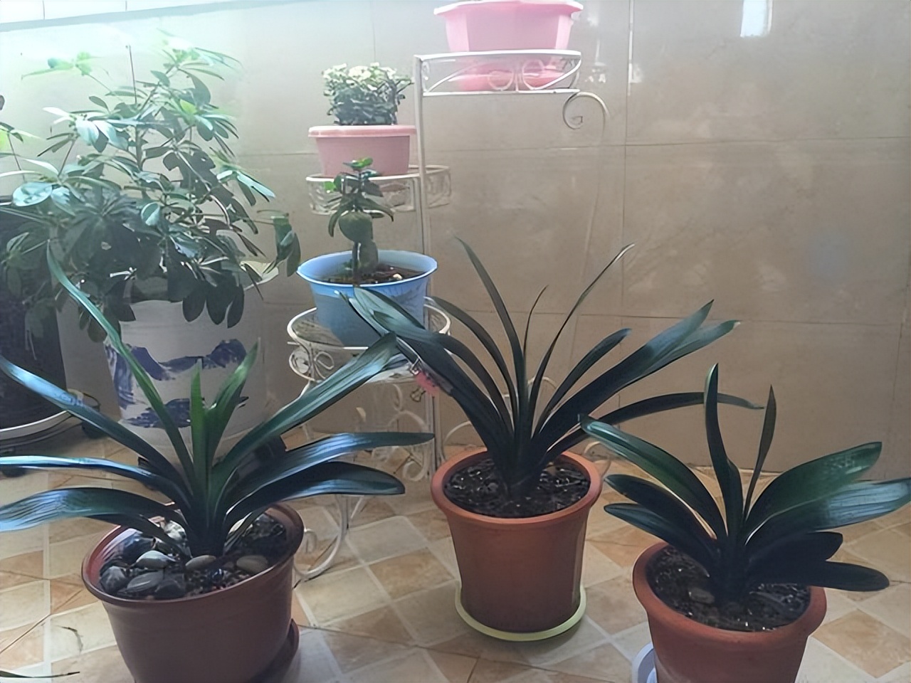 好养的喜阴花有哪些室内,最适宜室内养殖喜阴的花