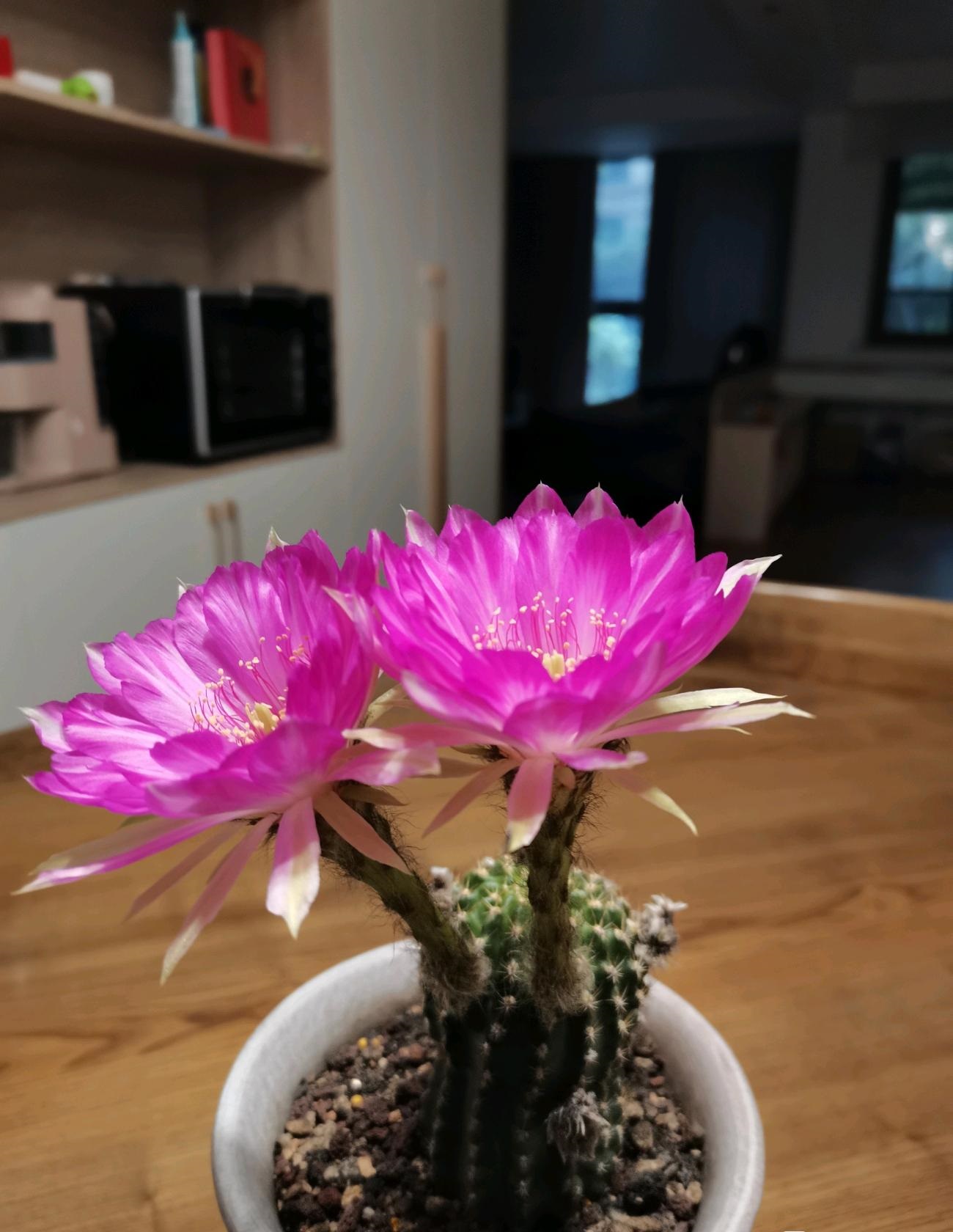 喜欢开花的仙人球有哪些品种,容易开花的仙人球有哪些品种