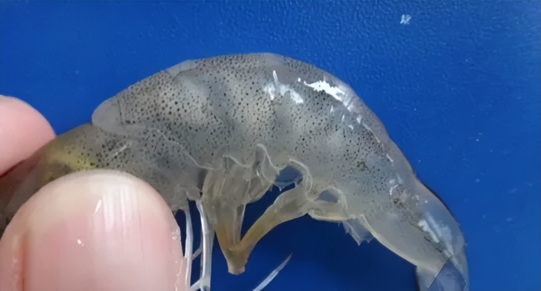 南美白对虾常见疾病及处理方法,南美白对虾常见病症图片详解