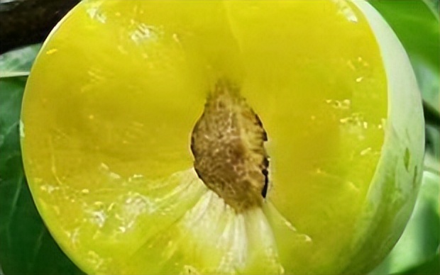 五一期间金堂附近水果采摘,欢迎光临金堂县万亩果园观光采摘