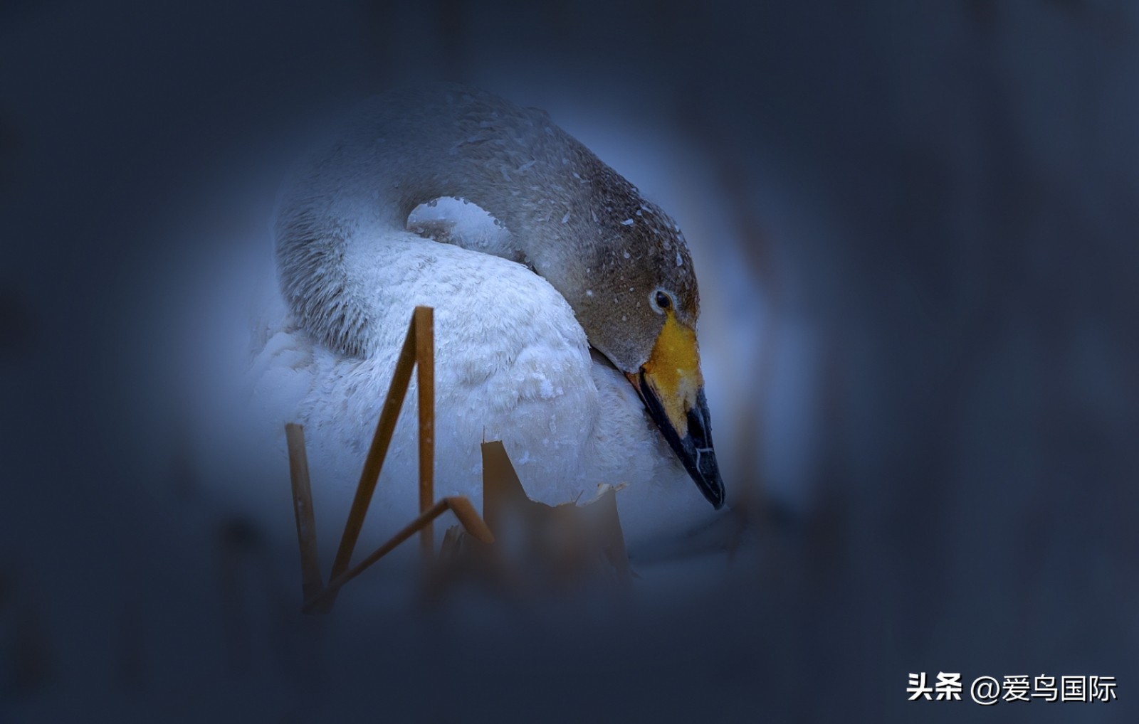 2024观鸟大年,观鸟大年介绍