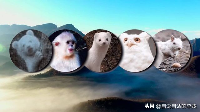 超级血液代表着什么,超级血液是啥