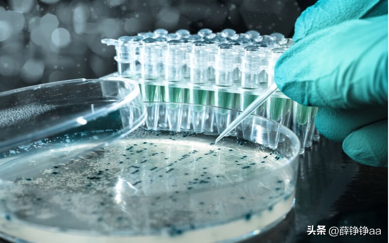 薄荷精油详细介绍,薄荷精油具有温和的能力