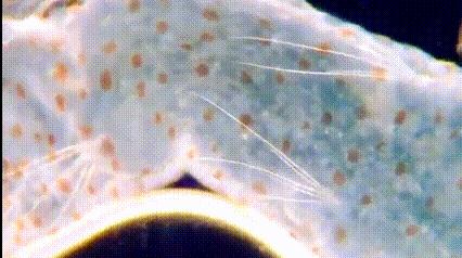 运动神经元显微镜观察内容与结果,显微镜下观察神经元的判断依据