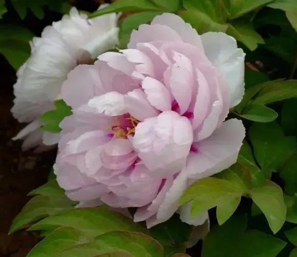 画侧面的两种方法,画准确线稿