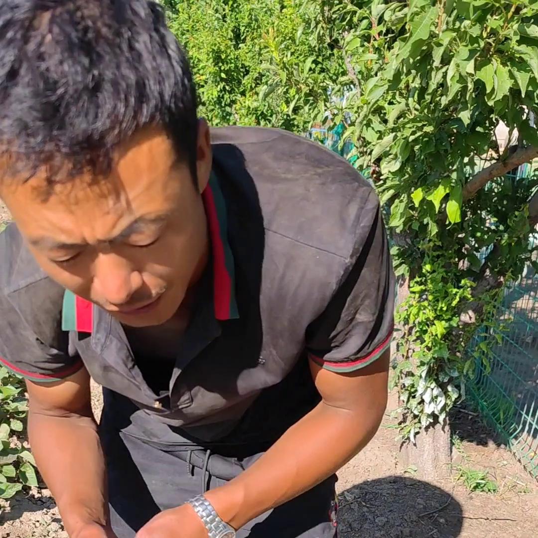 马齿菜糖尿病人能吃吗,马齿菜